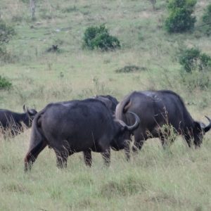 4 Days Nairobi, Amboseli, Tsavo East and Nyali adventure