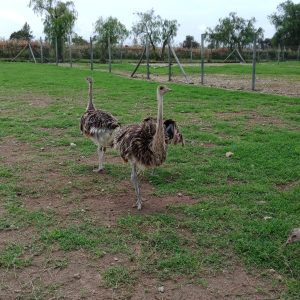 Daily Day trips to Ostrich Farm in Kajiado County