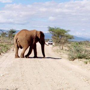 3 Days Nairobi, Tsavo East and Nyali Safari
