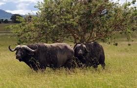 4 Days (three Nights) Mikumi and Udzungwa National Park Safari