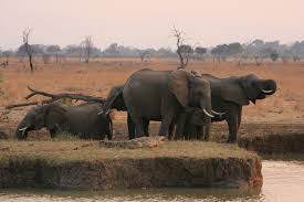 5 Days Manyara, Tarangire, Serengeti and Ngorongoro safari