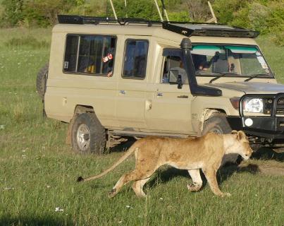 Kenya Safari
