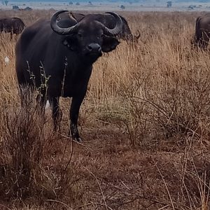 Nairobi National Park Tour