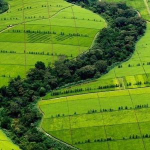 Kericho tea plantations