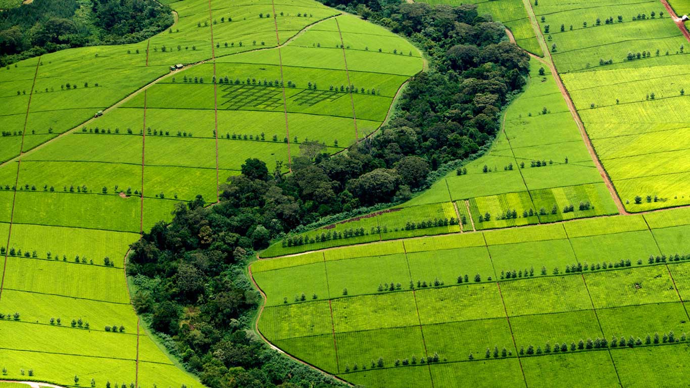 Kericho tea plantations