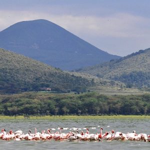 5 Days Masai Mara, Lake Nakuru and Lake Naivasha Safari