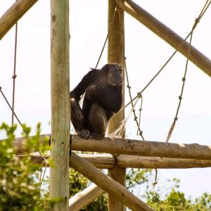 Day trip to Sweetwaters chimpanzee Sanctuary,Nanyuki