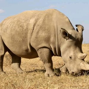 6 Days Masai Mara, Lake Nakuru and Amboseli Scenic Safari