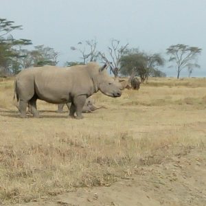 Lake Nakuru National Park Tour