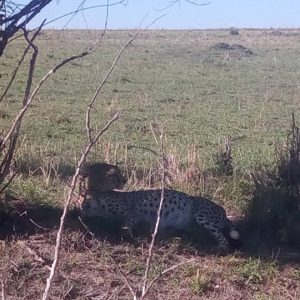 leopard