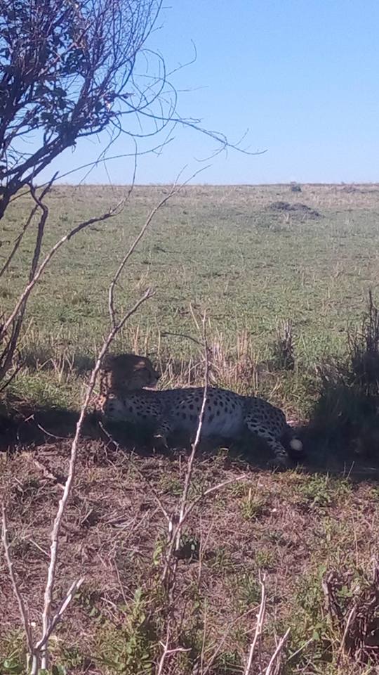 leopard