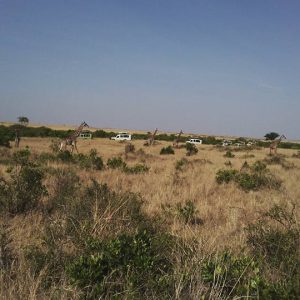 masai Mara Migration