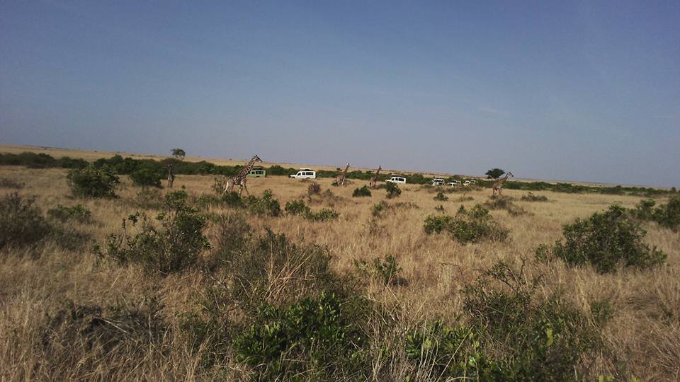 masai Mara Migration