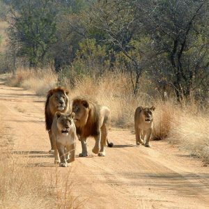 4 Days Lake Manyara, Serengeti and Ngorongoro Camping Safari.