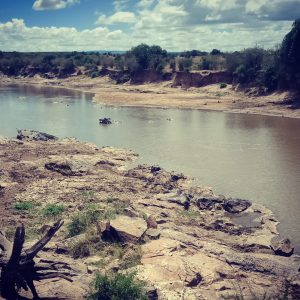 4 Days Masai Mara and Lake Nakuru get together Safari